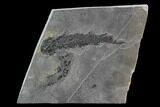 Pair Of Devonian Lobed-Fin Fish (Osteolepis) - Scotland #93943-1